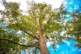 Trusted Perry, IA Tree Removal Experts