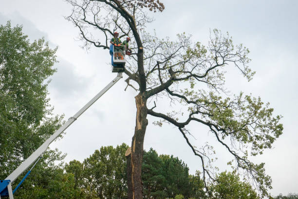 Best Palm Tree Trimming  in Perry, IA